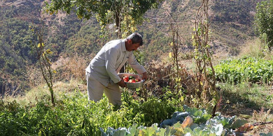 Boşaltılan köyüne özel izinle gitti, üretime geçti! Yılda 2,5 tona ulaşıyor: Geri dönüş için umut olduğunu düşünüyor 6